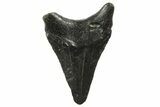 Juvenile Megalodon Tooth - North Carolina #152854-1